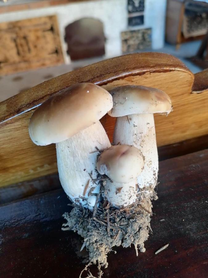 Villa Casa Agroturistica Teodora Mînăstirea Humorului Exterior foto